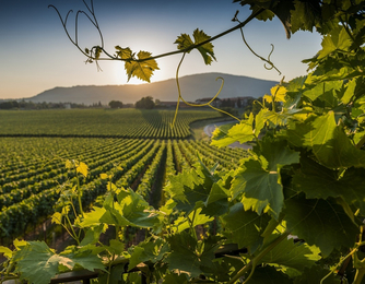 Weinreise Sizilien