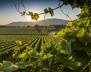 Weinreise Sizilien